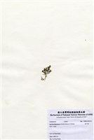 藏品(藍子藻)的圖片